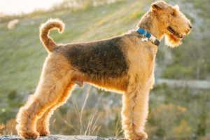 50 ugly dog breeds