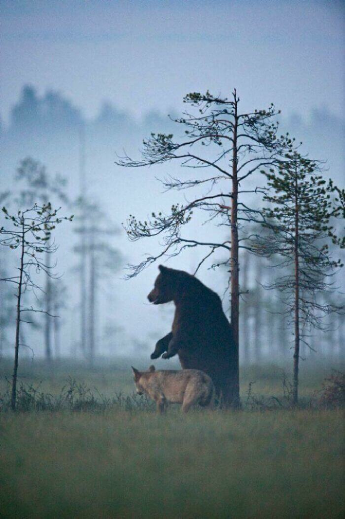 A male brown Bear and a female grey Wolf hunting, walking together, and sharing meals with each other