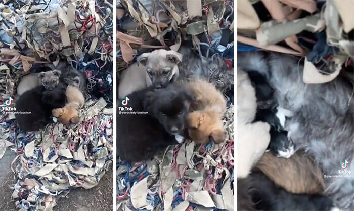 These Dogs were found in Ukraine protecting newborn Kittens