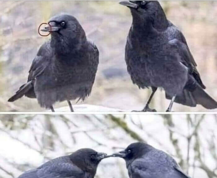 This Crow couple has been together for over 12 years. She broke her beak 8 years ago in a car crash. He had patiently fed her and loved her ever since