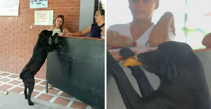 When a Dog in Colombia saw students buying food, it tried to buy some with leaves