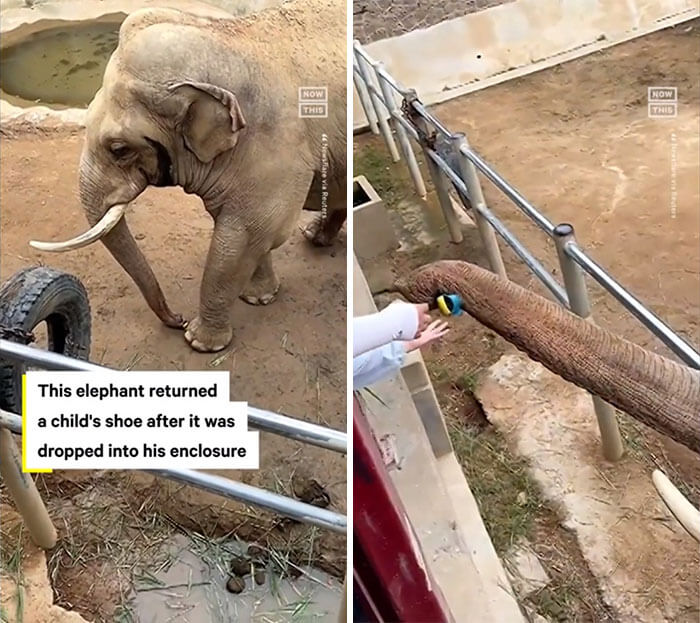 Child's shoe that fell into the zoo enclosure is returned by the Elephant