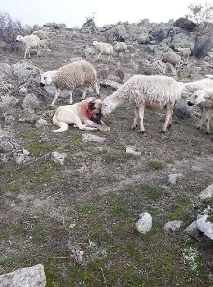 Sheep expresses appreciation to Dog who protected herd from Wolf attack