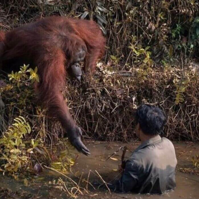 A biologist is working, looking for a snake in a pond. Orangutan thinks the man is stuck and reaches out a hand to help him climb to safety