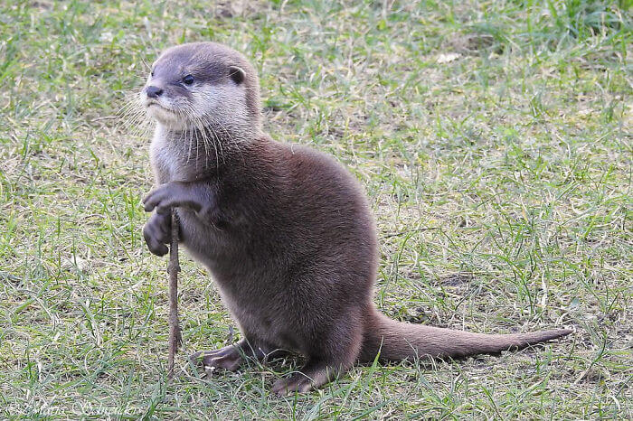 Is this an old otter?