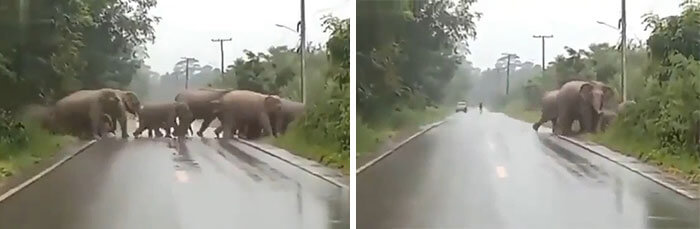 An Elephant thanking a human for allowing the herd to cross safely with a learned gesture