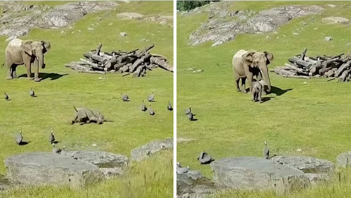 A baby Elephant running around falls and just like a kid would, runs back to the parent to make sure all is okay