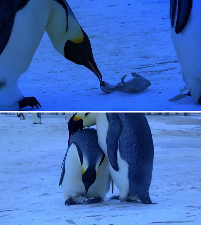 Penguin parents mourn for their loss of baby