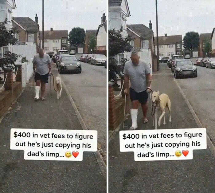 Its owner broke his leg and the Dog imitated its owner's actions