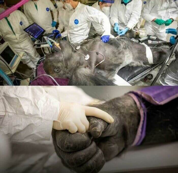 Gorilla holds the nurse's hand while he undergoes a health check