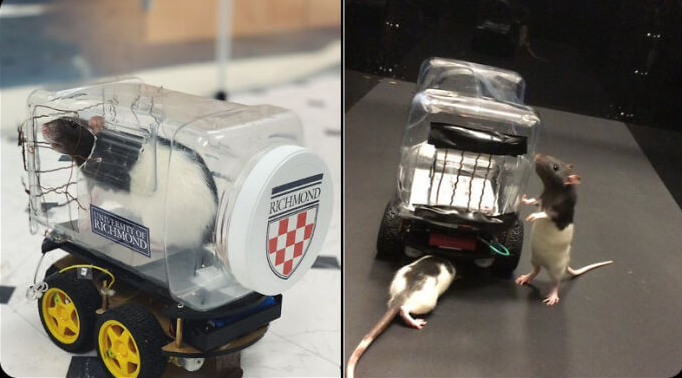 Scientists recently discovered that rats love driving tiny cars, even when they don't get treats. When put in mazes adapted to tiny cars, the rats just enjoyed cruising around