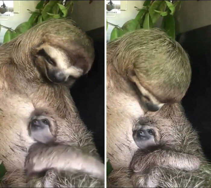 Mama Sloth caressing her baby and smiling