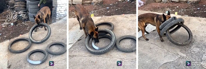 A clever Dog helps his owner in moving tires and figures out how to carry four tires in one bite