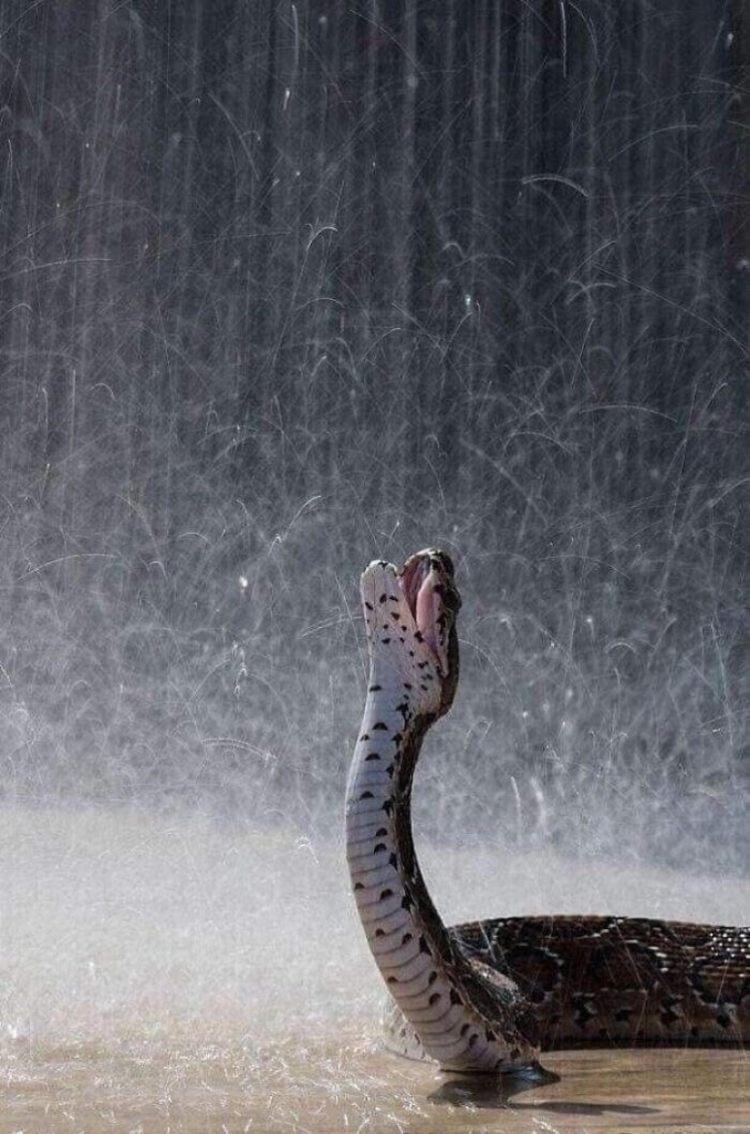 The Snake enjoying the rain