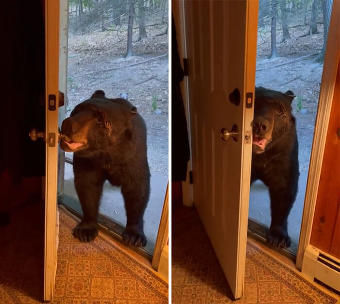 A Bear seemed to comprehend the woman's request for him to close the door