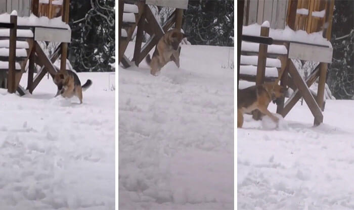 The Dog is trying to make a snowball