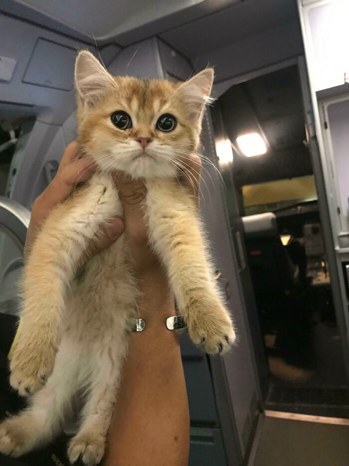 cute cat