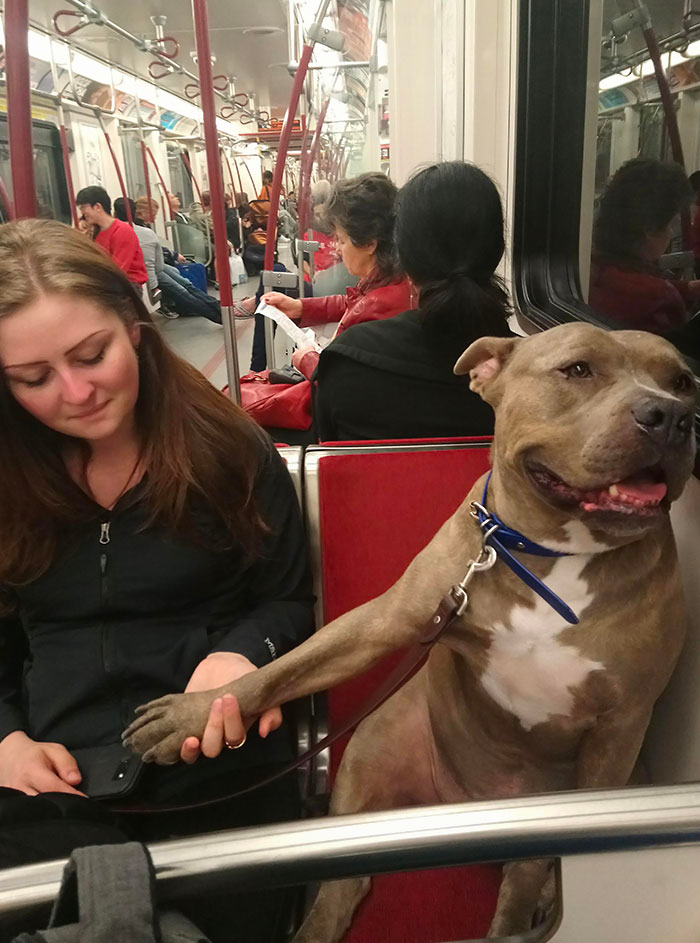 cute dog