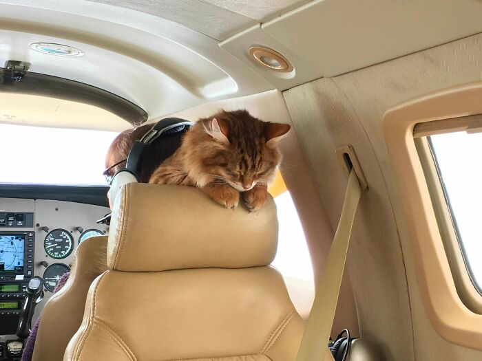 cute cat