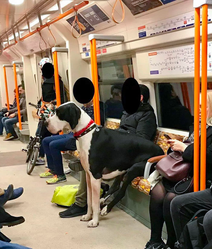dog
