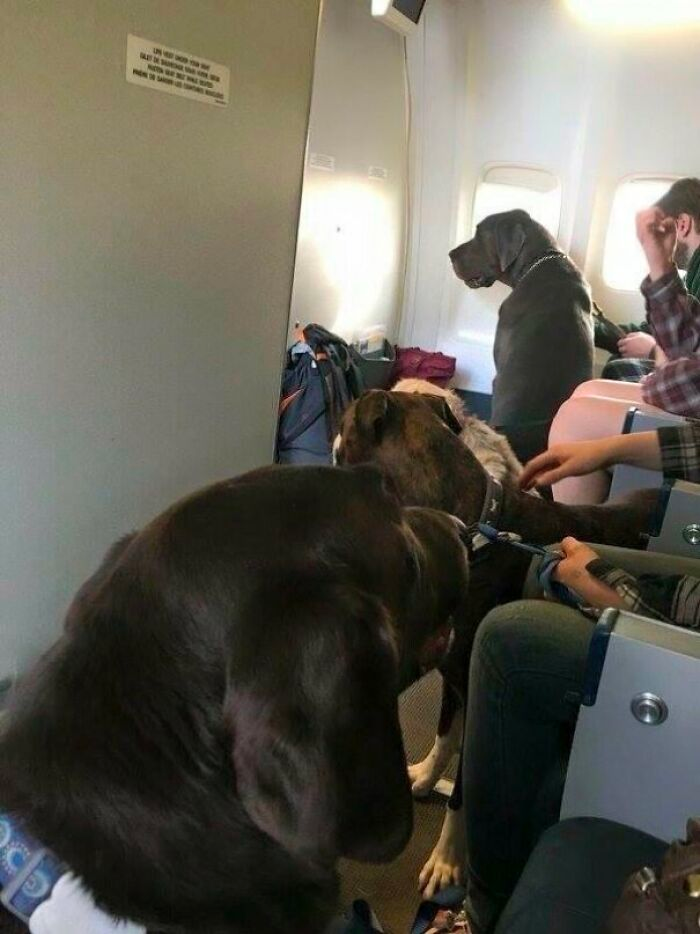 cute dog