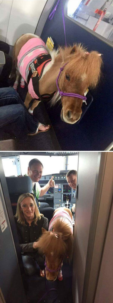 cute animals