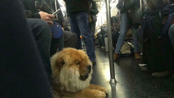 cute dog