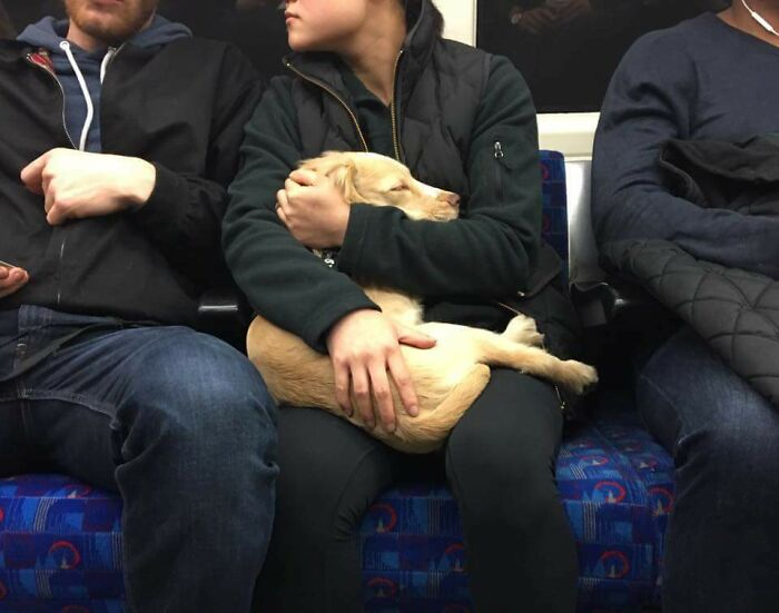 cute dog