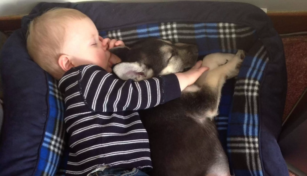 dog and kid