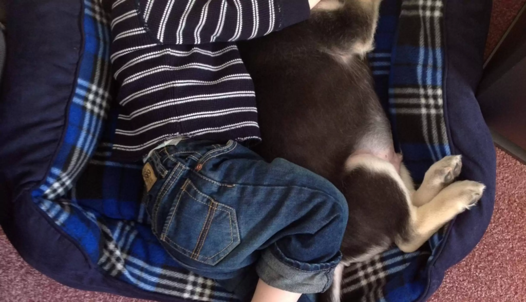 dog and kid