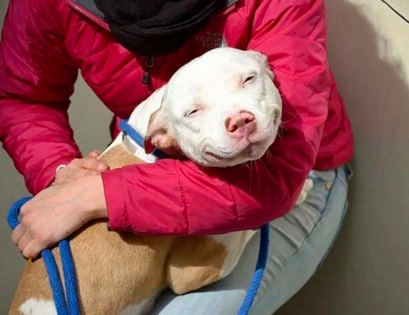 dog smile