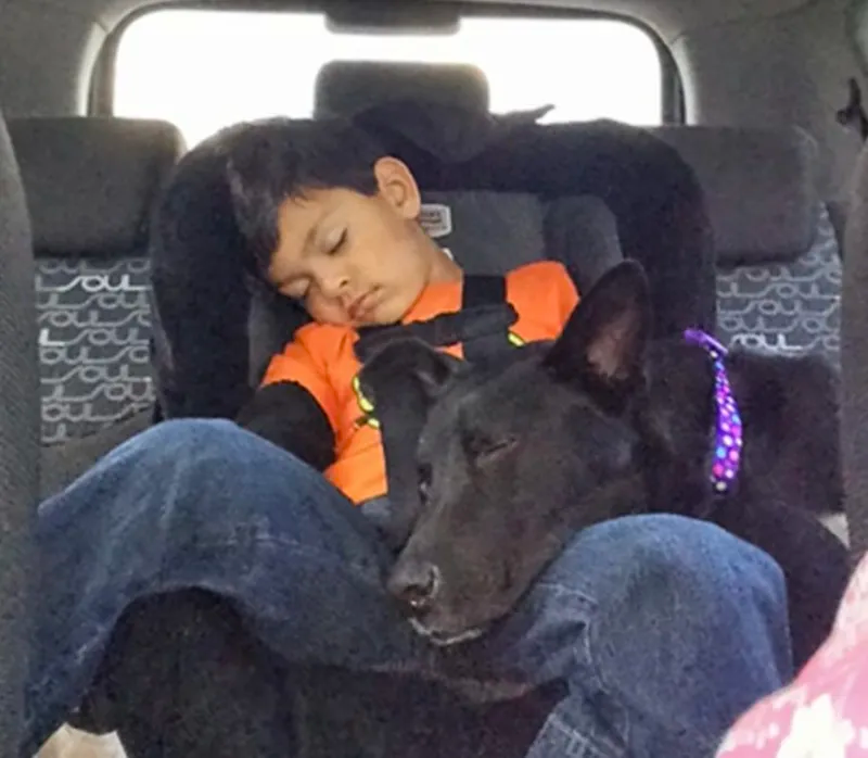 sleepy dog