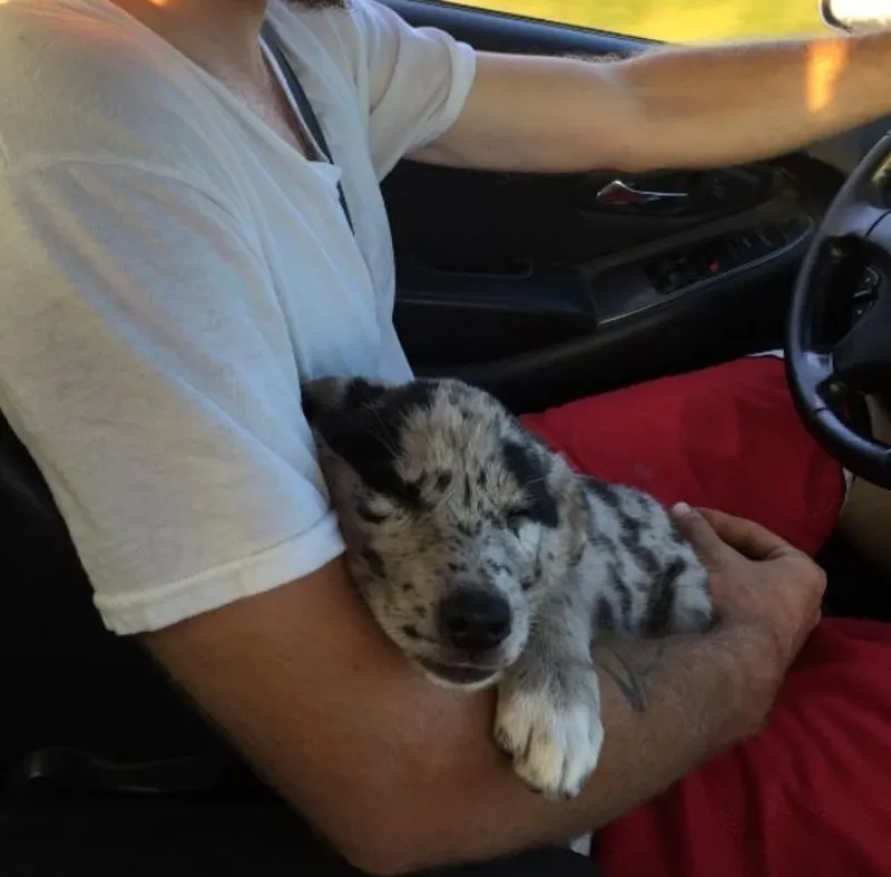 cute dog with family