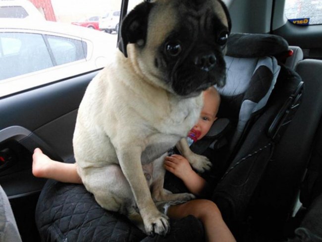 Cute dog