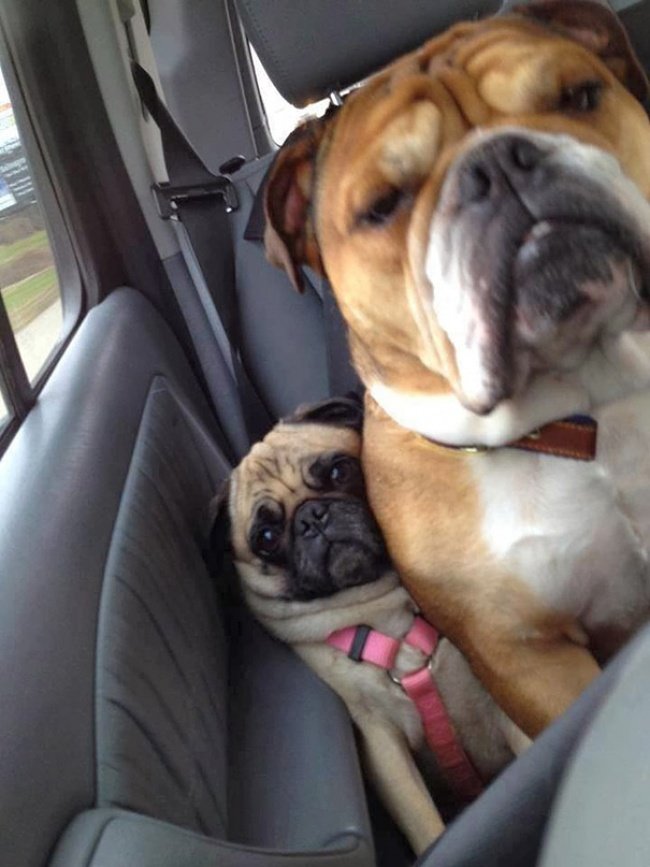 Cute dog