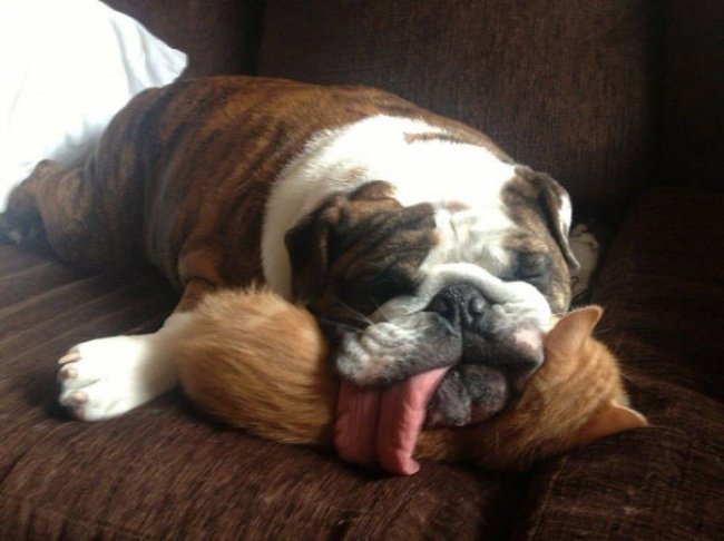 Cute dog