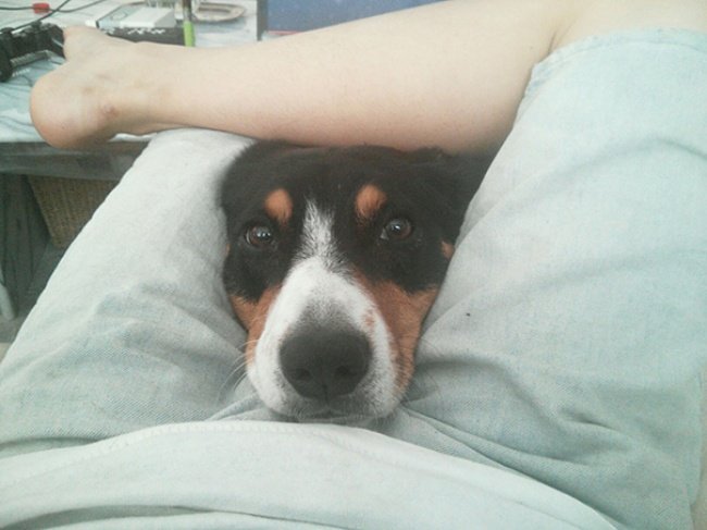Cute dog