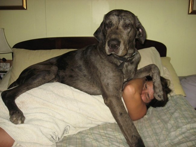 Cute dog