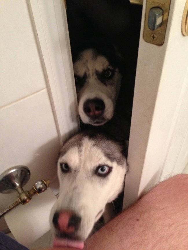 Cute dog