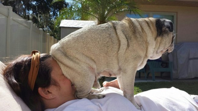 Cute dog