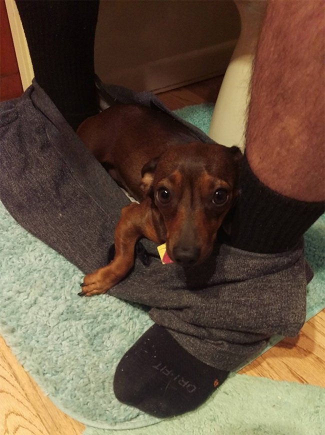 Cute dog
