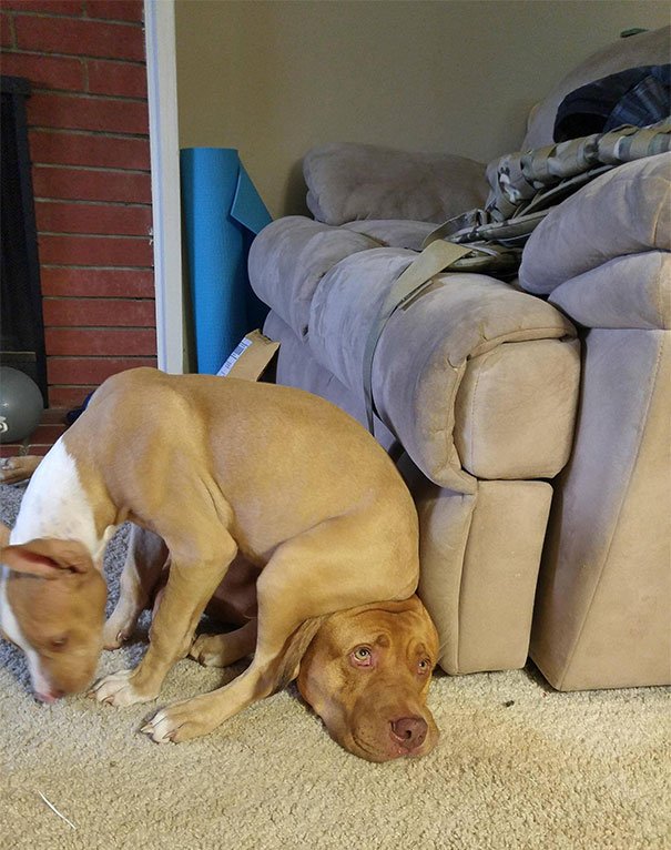 Cute dog