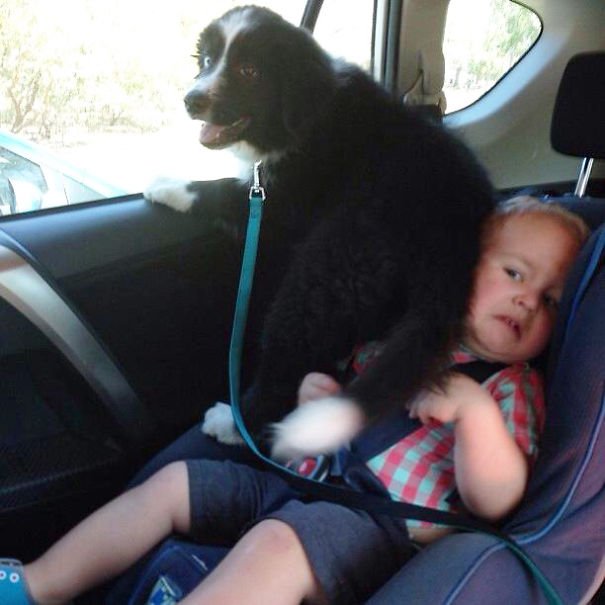 Cute dog