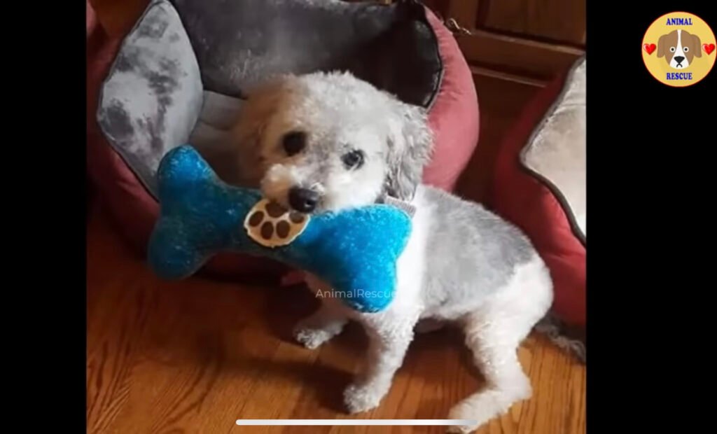 Rescue dog