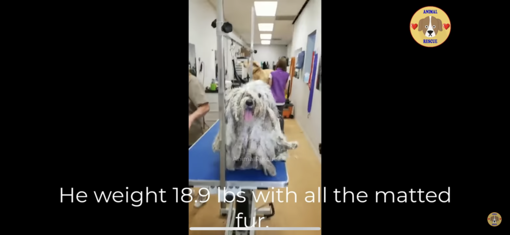Rescue dog