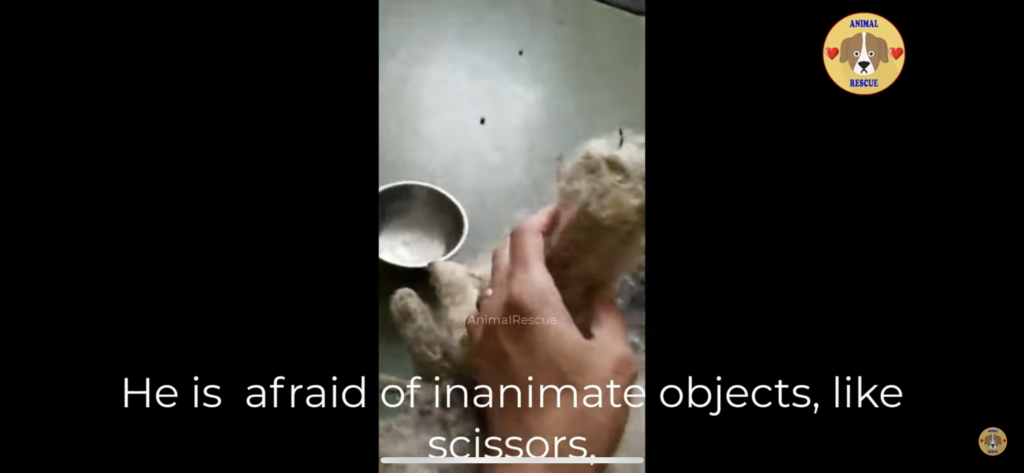 Rescue dog