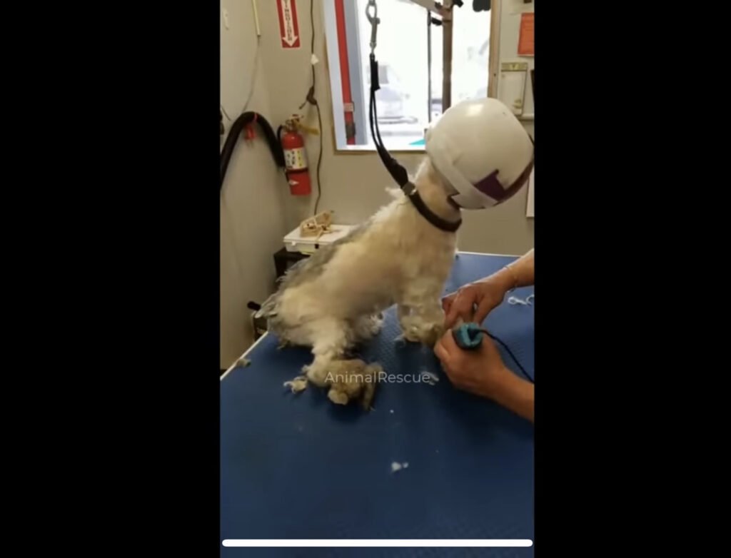 Rescue dog