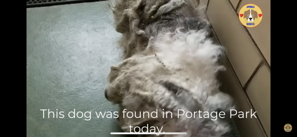 Rescue dog