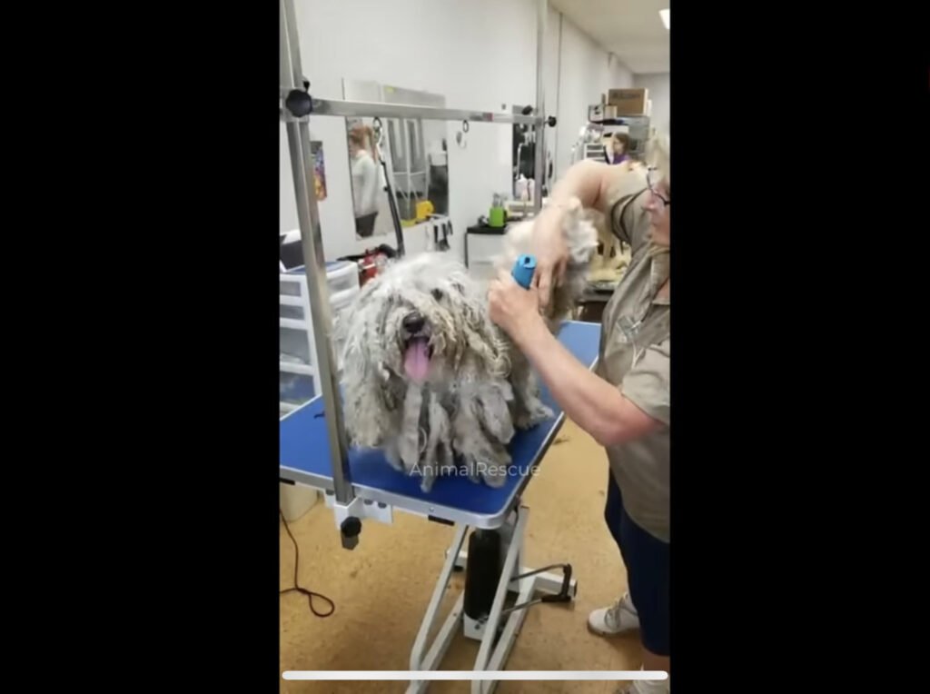 Rescue dog
