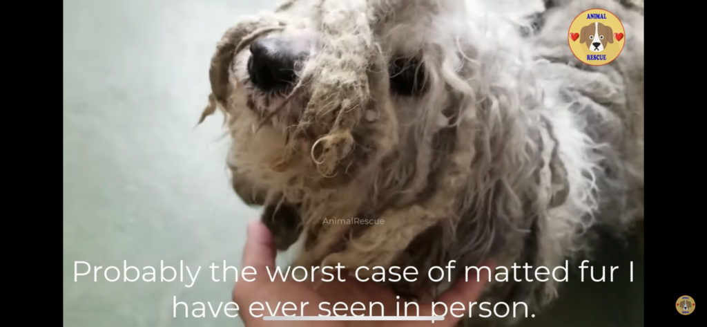 Rescue dog